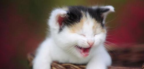 娱乐吃瓜酱小猫被薅起来,薅猫事件背后的真相